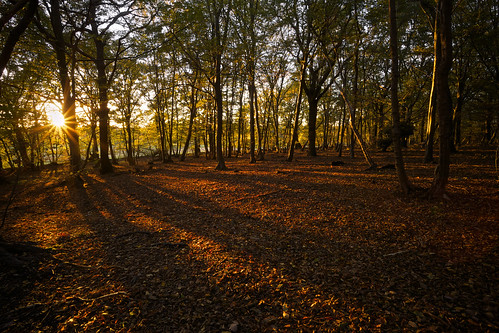 autumn trees light fall evening shadows seasons essex wickhambishops sparkeywood