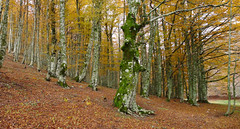 Faggeta d'Autunno