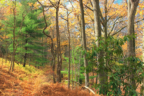 autumn trees nature forest hiking pennsylvania path foliage trail creativecommons deciduous coniferous bluemountain appalachianmountains walkingpath kittatinnymountain carboncounty lehighgap lehighgapnaturecenter