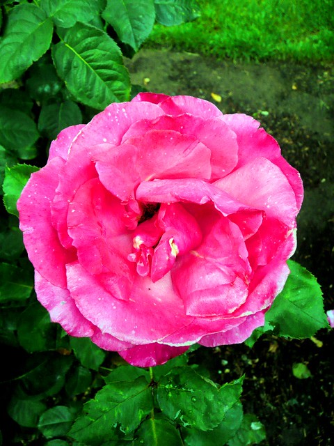 249-portland-rose-garden