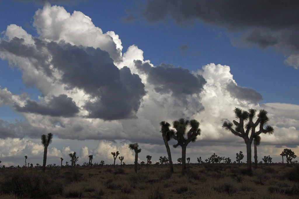 Storm Clouds over Joshua Tree in Queen Valley. clouds, desert, joshuatree