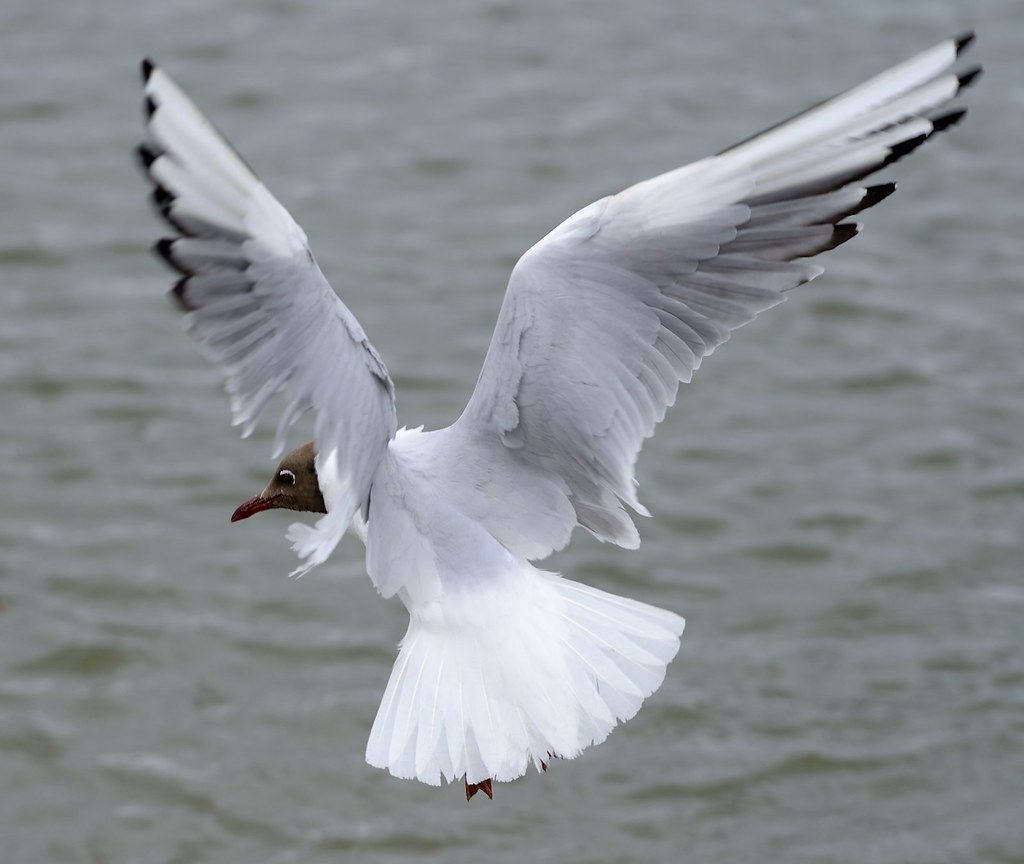 Tim Gull Gull | Tim Spouge | Flickr