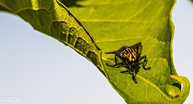 Just a fly on a leaf from the summer