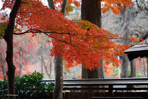 autumn red orange color tree japan canon landscape maple autumnleaves 日本 紅葉 秋 神社 fukushima mapleleaves mapletrees 2014 coloredleaves 福島 福島県 ef85mmf18usm 85f18 eos6d 白河市