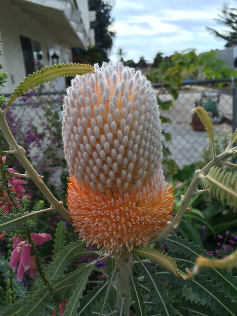 Banksia prionotes