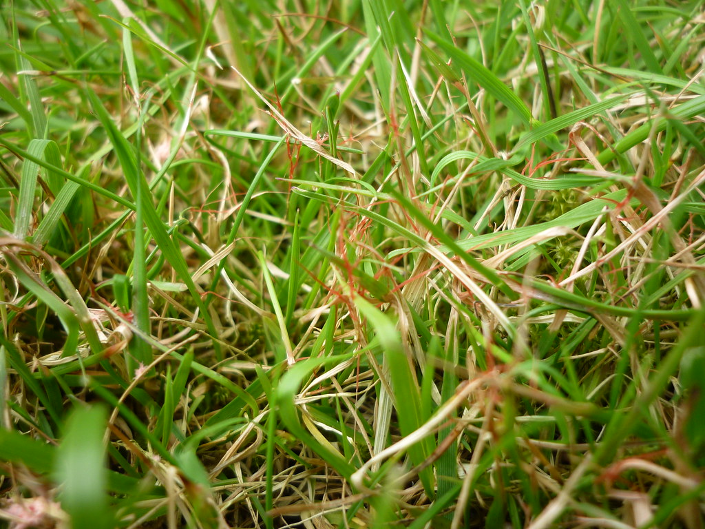 Red Thread Disease on Lawns 