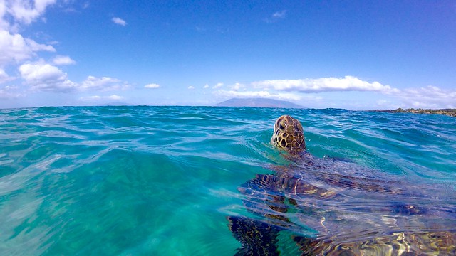 Honu coming up for a breath