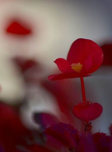 i m a g e | by robra photography []O]