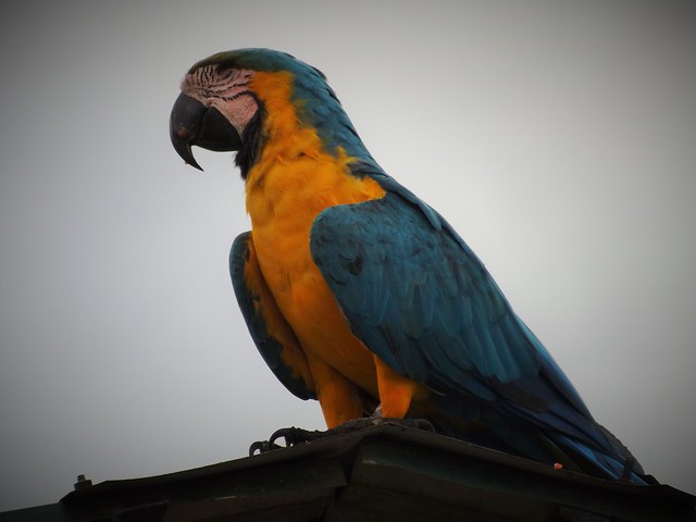 Beautiful macaw.