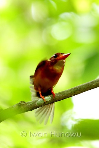 birding endemic sulawesi birdwatching birdphotography