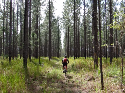 pine forest cycling state mtb toolara