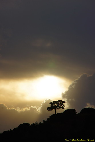 sunset españa tree landscape arbol spain europa europe paisaje puestadesol cuenca castilla castillalamancha salinasdelmanzano luciojosemartinezgonzalez