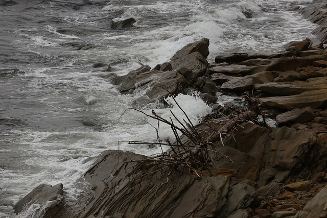 Tree Skeleton Tossed Upon Rugged Coastal Rocks Cape Breton Island Nova Scotia Canada