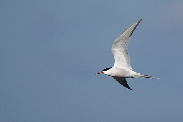 IMGP5549 Common Tern, Fen Drayton Lakes, May2014
