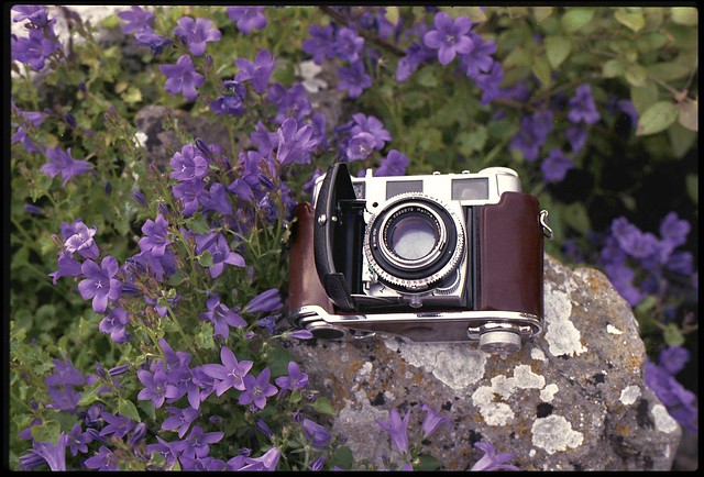Pentax ME Super - Camera of the Day - PK Fit XR Rikenon F2 50mm L - Kodak Retina IIIC (Big C) in the Garden