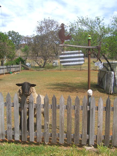 fence sheep australia newsouthwales sofala bowenstreet