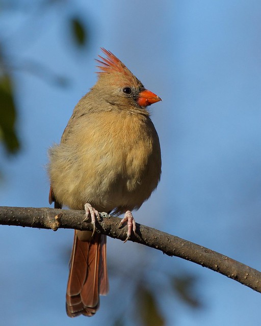 Cardinal rouge - Northern cardinal (Explored)