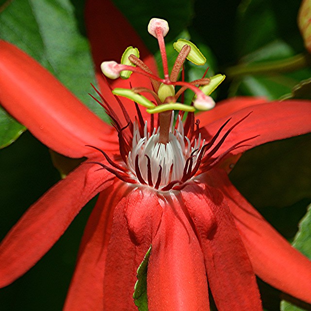 Passion flower in a sacred blaze of red!
