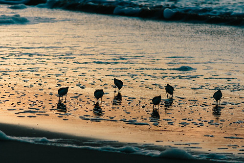 beach nature birds silhouette sunrise newjersey oceancity kodakportra160