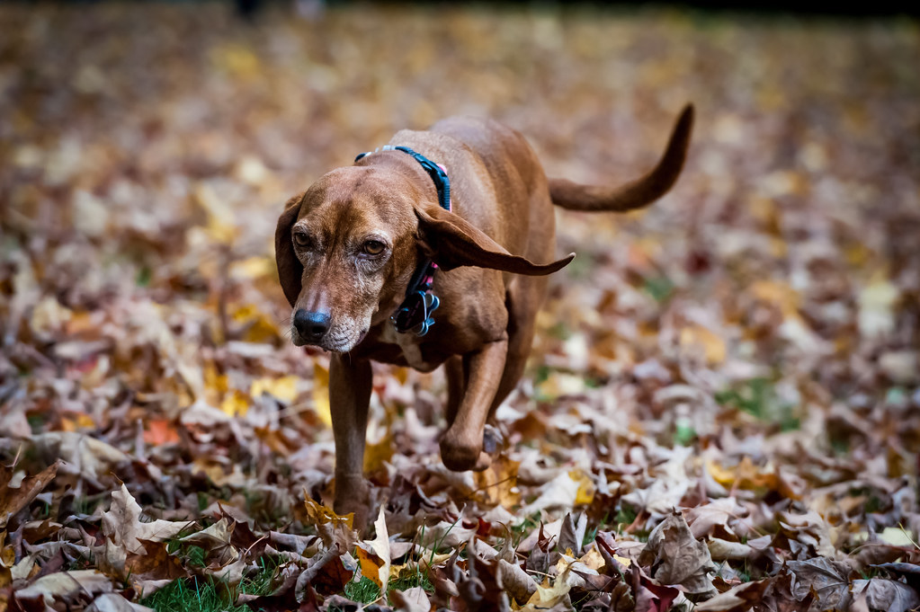 On the Prowl | Redbone Coonhound New Canaan, CT | Aaron Schmidt | Flickr