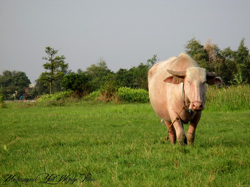 white grass animal buffalo cattle albino