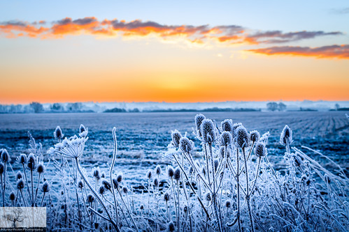 winter light sunset sky cloud sun silhouette skyline sunrise skyscape bedford frost bedfordshire flare teasel felton frosted lumen cardington robertfelton