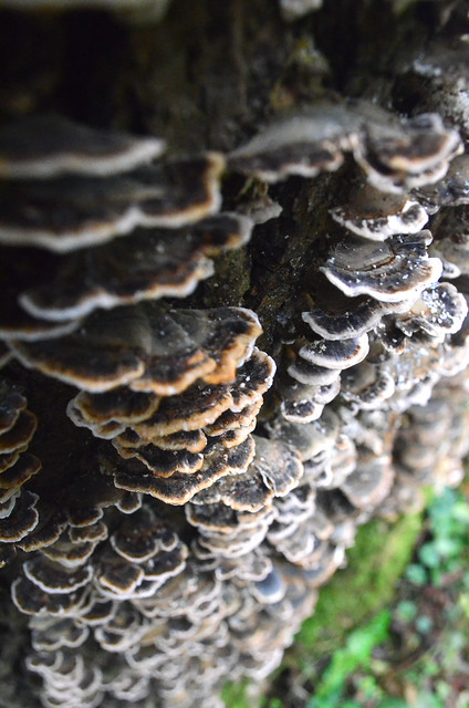 fungi up close