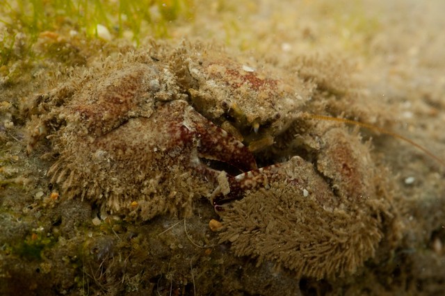 Broad-clawed Porcelain Crab (Porcellana platycheles)