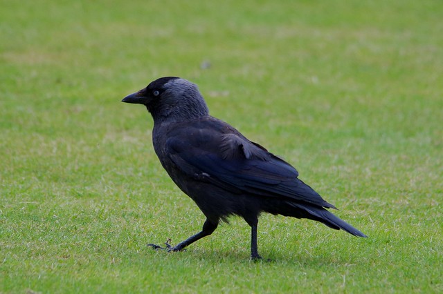 IMGP4434 Carrion Crow, Aberfeldy, August 2013