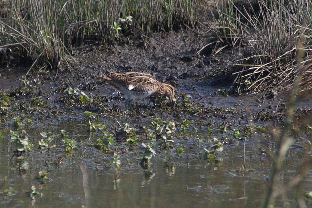 IMGP0785 Snipe, Amwell, March 2014