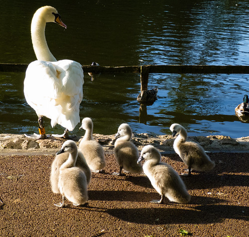 West Park cygnets, coming ashore
