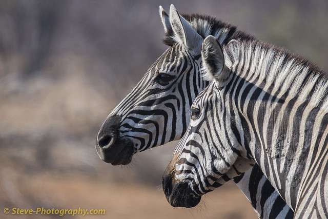 African zebras photographed in Chobe National Park, Botswana.
