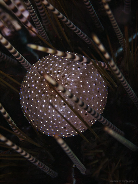 Anal cone of a banded sea urchin (Echinothrix calamaris)