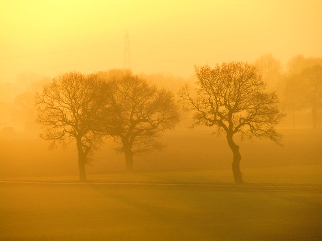 Misty Trees In The Sunset