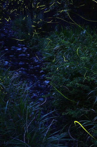 nature water japan night river insect landscape photo nikon long exposure outdoor firefly suzuka mie d7000