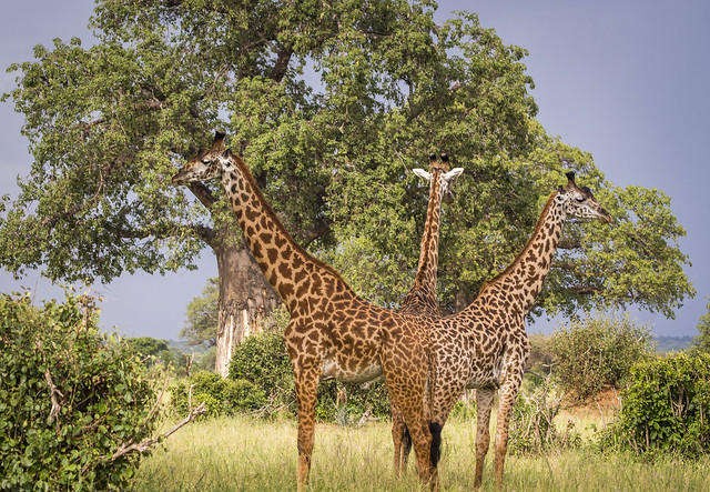 Three Giraffes | Tarangire National Park