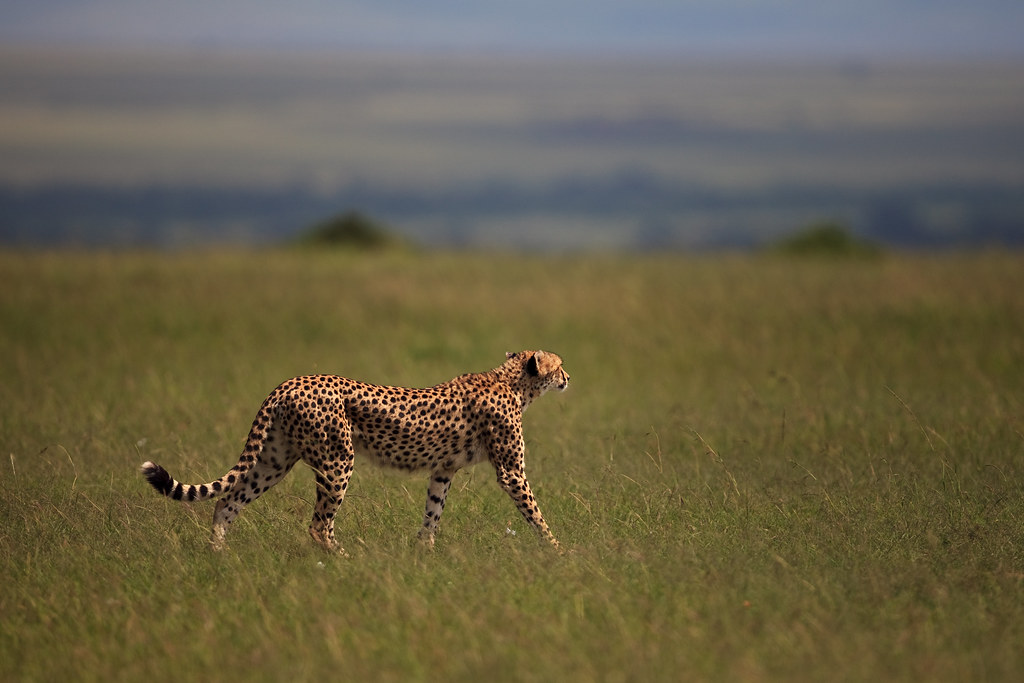 Image: Cheetah on the Move