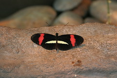 Puelicher Butterfly Vivarium | Milwaukee Public Museum