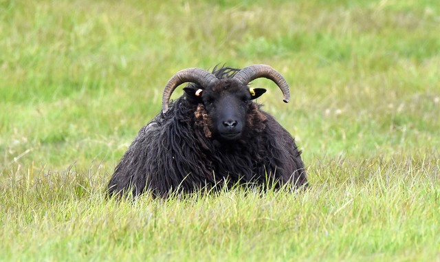 Hebridean Sheep, Spurn Head