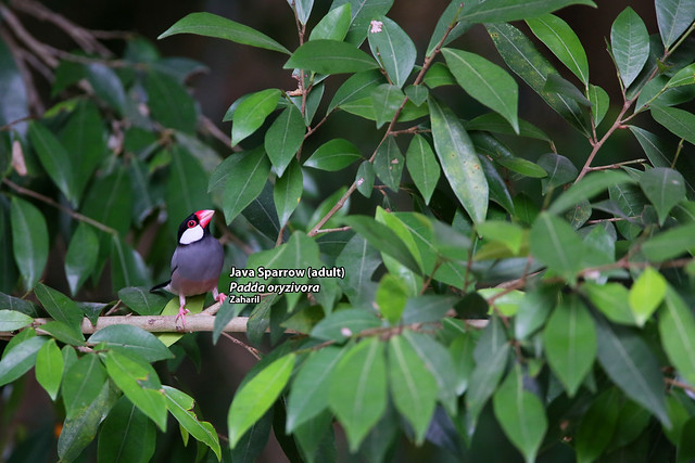 Java Sparrow (adult) (Padda oryzivora)