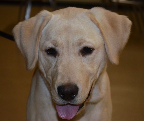 Pea | by Doindogs