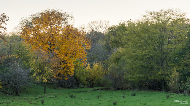 Allerton Park, Illinois, Fall Colors