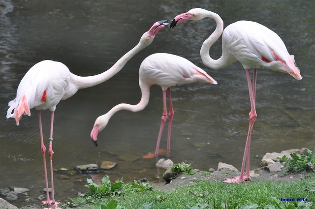 004  flamingo