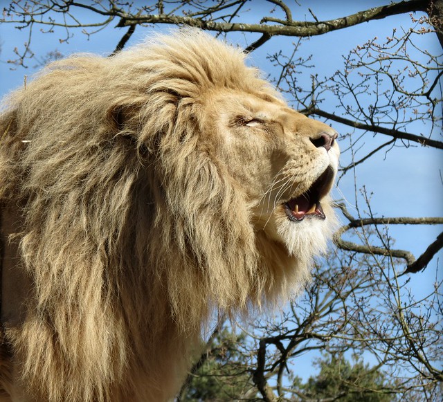 Paradise Park Lion