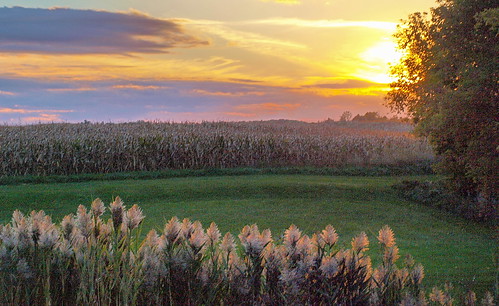 sunset michigan phragmites plumes invasive clintoncounty foresthillroad