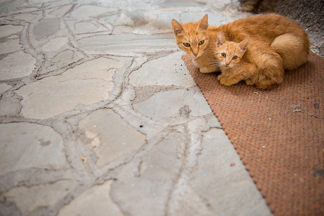 Cat and kitten Castelmola // Trip Sicily
