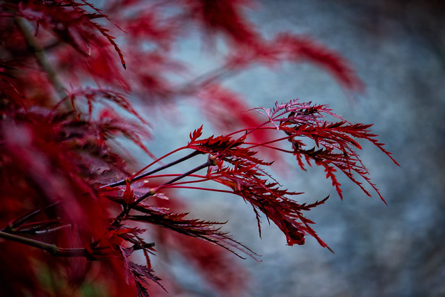 Autumn Interlude - Crimson Lace