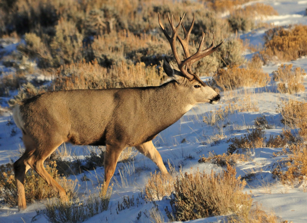 Wyoming Mule Deer | Mule deer in southwest Wyoming moving fr… | Flickr