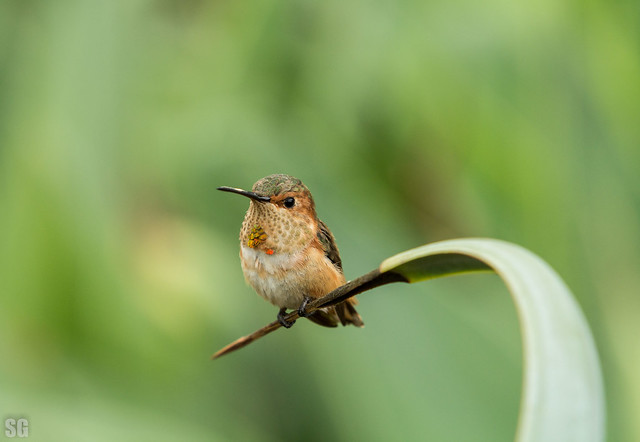 Perched Rufous hummingbird (Selasphorus rufus)....fast...agile....fearless...