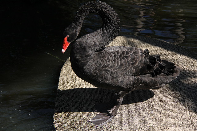 The black swan.